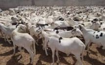  Tabaski 2021: « 760.000 sur les 810.000 moutons attendus sont déjà disponible » (Ministre)