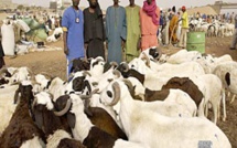 Tabaski 2021: plus de 13.000 moutons invendus dont 5.000 à Dakar (Ministre)