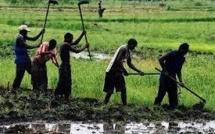 Agriculture : Zoom sur les politiques agricoles de l’indépendance à nos jours
