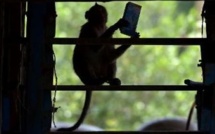 Thaïlande: un village pillé par des bandes de macaques