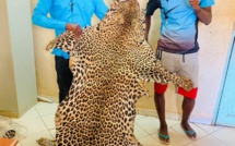 Trafiquants de faune à Kédougou: 4 individus arrêtés