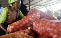 Trop d'oignons fait pleurer les producteurs sénégalais
