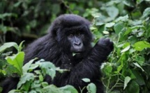 RDC : pour sauver le parc de Virunga, WWF porte plainte contre le pétrolier Soco