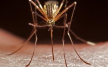 Paludisme: les spécialistes saluent les bons résultats de l’Afrique du Sud pour lutter contre la maladie