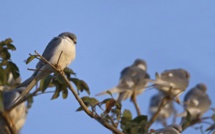 «De nombreuses espèces d’oiseaux menacées de disparition en Casamance» (Association)