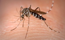 Ça devient "Dengue" dans le Nord: après Rosso et Richard-Toll, Dagana enregistre 49 cas 