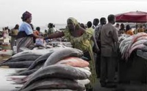 Morcellement parcelles de la place du marché aux poissons de Thiès: les acteurs de la pêche dans tous leurs états