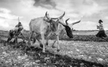 À Madagascar, «à cause de la sécheresse, plus d'un million de personnes sont au bord de la famine»