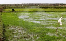 L’importation du riz, une honte selon Cheikh Amar