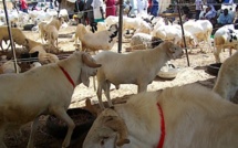 Rareté du mouton durant la Tabaski 2013 : Macky SALL  veut désormais l’autosuffisance en moutons