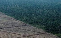Gaz à effet de serre, déforestation: doutes sur les chiffres produits par la Malaisie et l'Indonésie