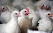 Grippe aviaire: un premier foyer en élevage détecté dans le Nord de la France