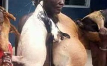 Kebemer: un vieillard de 75 ans jugé pour vol de 2 chèvres, sa famille souhaite qu'on lui injecte un paralysant