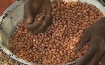 Encore un scandale de détournement  de 20 milliards dans les marchés de semence d’arachide