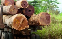 Trafic transfrontalier : 8 coupeurs de bois arrêtés en Casamance