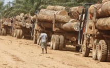 ​Casamance: 8 coupeurs de troncs d’arbre arrêtés à Tendouck, un nouveau "Bofa Bayotte" redouté