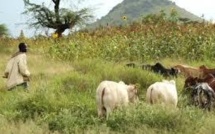 Enquête sur les conflits agriculteurs-éleveurs: La cause des véritables problèmes de l’agro-sylvo-pastorale au sénégal