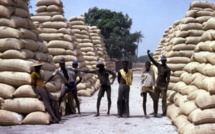 Campagne de commercialisation de l’arachide : Abdoulaye Seck mobilise 21,5 milliards