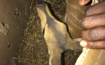 Criminalité faunique : Une antilope saisie à la frontière sénégalo-gambienne