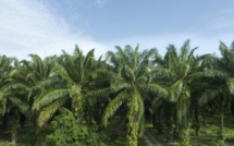 Sierra Leone: tension autour d’une plantation d’huile de palme