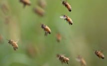 Tambacounda : 2 personnes tuées par des abeilles