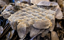 Ouganda: un Sénégalais arrêté avec des écailles d’animaux risque la perpétuité