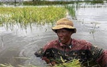 Inondations à Madagascar: la course contre la montre pour les riziculteurs