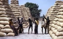 Agriculture: un financement de  525 millions de F CFA mobilisé auprès du crédit agricole du Sénégal