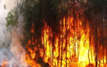 Nioro : un mort enregistré dans un feu de brousse