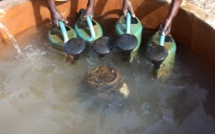 Potou: un saisonnier pique une crise cardiaque et chute mortellement dans un bassin rempli d’eau