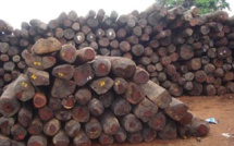 Trafic illégal de bois: le député Mamadou Lamine Diallo estime à 30 milliards la perte annuelle