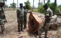 Sud du Sénégal: le Collectif des Cadres Casamançais recommande le renforcement de la surveillance des forêts