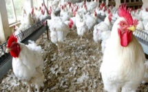 Hausse des prix des denrées : L’Etat bloque le prix de l’aliment de volaille