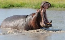 L'imam Mbaye Niang propose le transfert de l'hippopotame de Gouloumbou à Niokolo-Koba