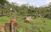 Monseigneur Benjamin Ndiaye alerte sur la "déforestation en cours en Casamance"