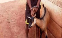 Vol de bétail à Linguère : un jeune de 14 ans tué par balle, son acolyte blessé 