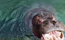 Podor : Un hippopotame "féroce" dans les eaux du Doué