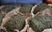 Trafic de drogue à Kaolack : le plus "puissant cartel familial" du Sénégal démantelé