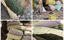 Casamance : Une dizaine de sacs de chanvre indien saisie par l’Armée auprès du MFDC