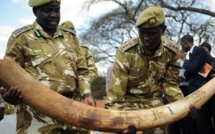 Le Kenya intensifie sa lutte contre le trafic d’ivoire