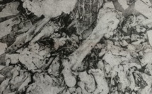 Rebeuss : un Nigérian arrêté avec un charriot contenant de la viande d’âne