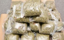 Casamance : trafic International de drogue, Lamine Diémé tombe avec 160 kilos de chanvre indien