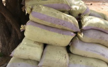 Casamance : l'Armée saisit encore plusieurs tonnes de chanvre indien dans des bases rebelles