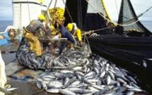 Transparence sur les licences de pêche: Greenpeace Afrique appelle le Sénégal à suivre l’exemple de la Mauritanie