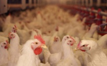 Korité: risque de pénurie de poulets à Diourbel 