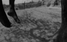 Linguère: une dame de 32 ans retrouvée morte pendue à un arbre