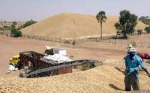 Campagne agricole: le ministre annonce 70 mille tonne de semences