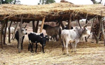 Podor: la pluie ravage plus de 400 têtes de bétail (Sous-préfet)