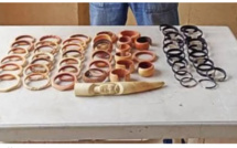 Criminalité faunique: saisie de 35 bracelets d’ivoire et de 20 bracelets en poil d’éléphant à Dakar