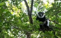 Madagascar: les trafics et menaces mettent en péril la forêt de Vohibola